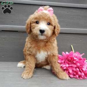 Lucy, Mini Goldendoodle Puppy